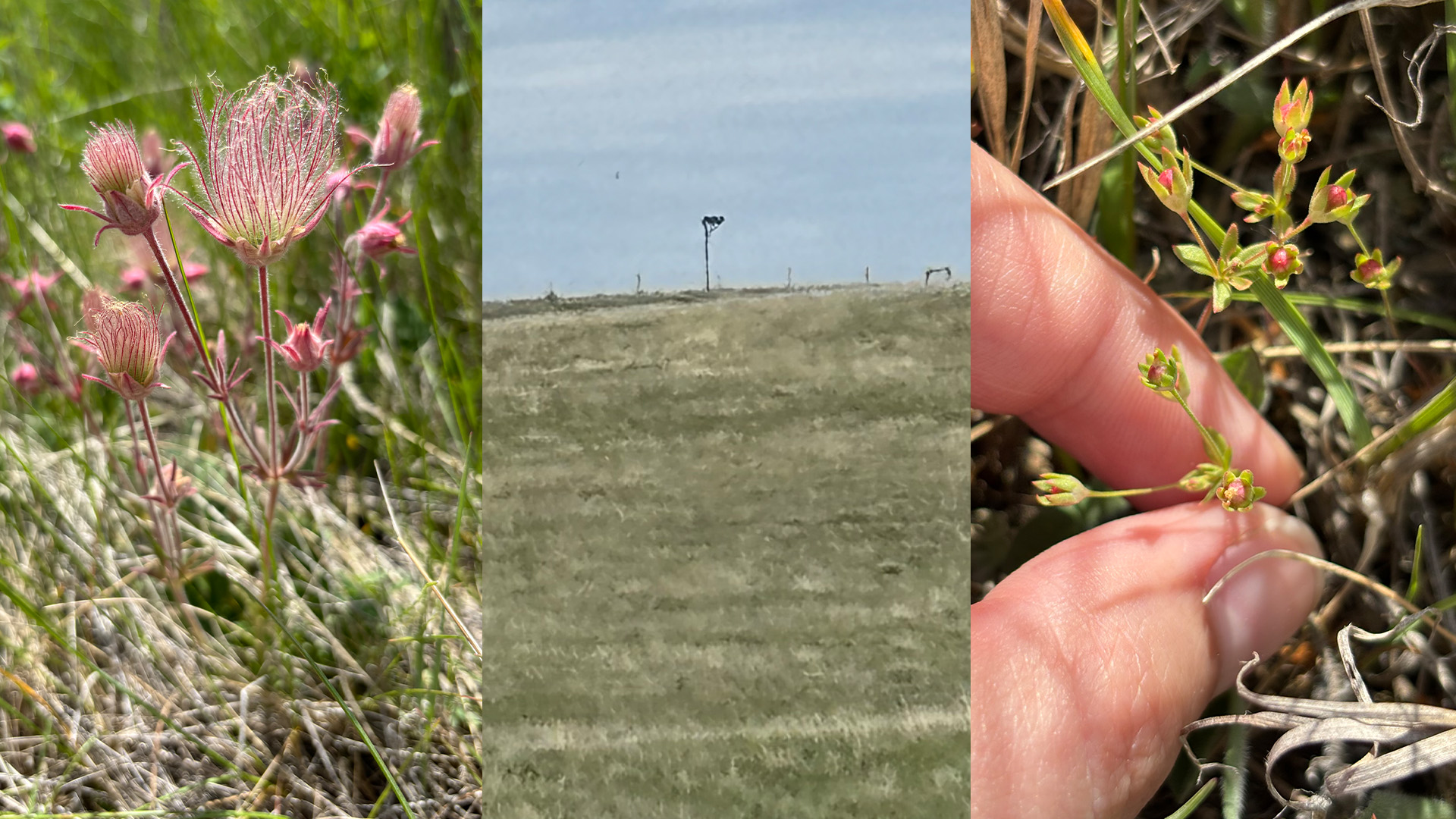 Flowers and prairie land.
