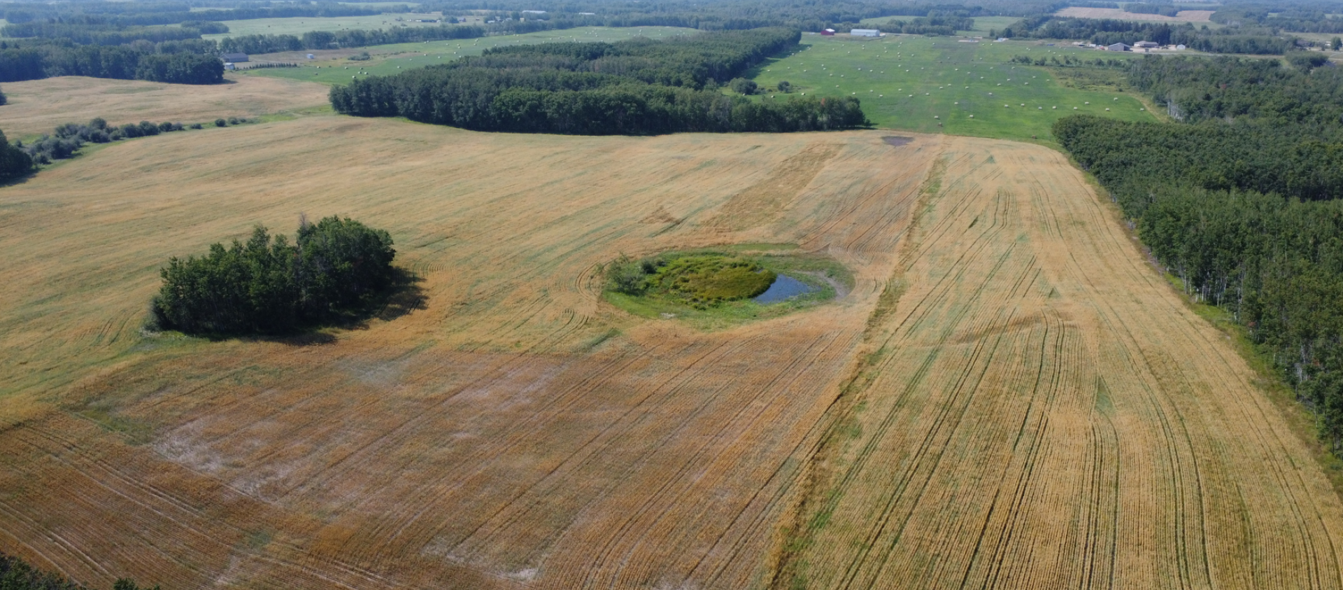 an aerial shot of a golden coloured field with green trees around the edges and a cluster in the middle.