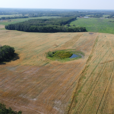 an aerial shot of a golden coloured field with green trees around the edges and a cluster in the middle.