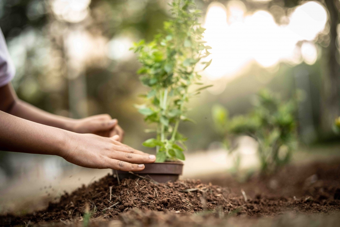 Girl planting young tree