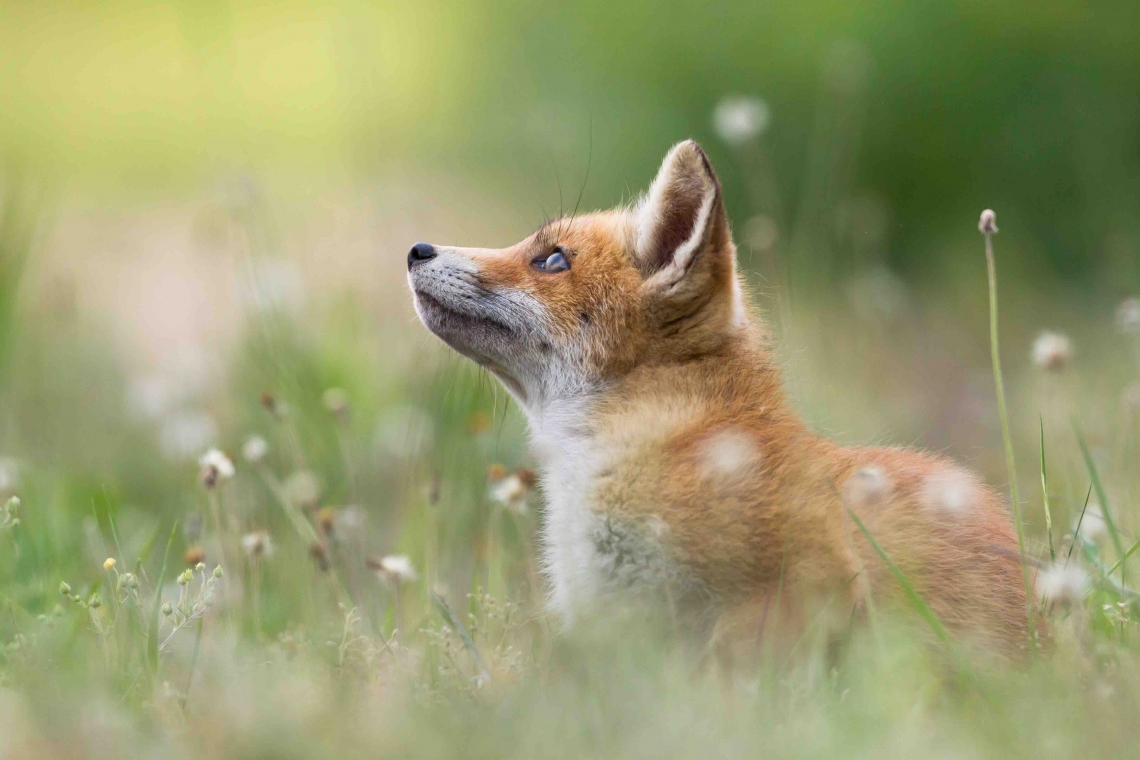 Red fox in a field