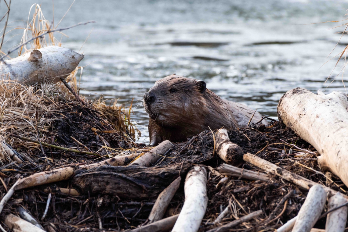 beaver climbing over the beaver dam