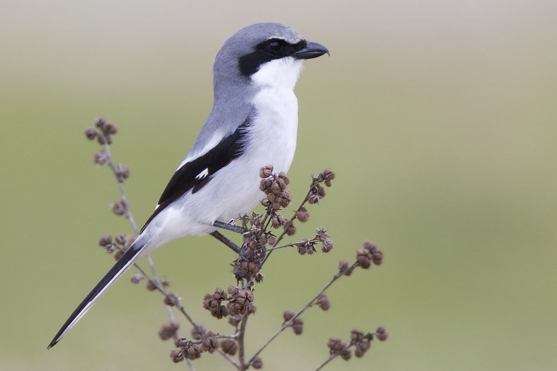 Loggerhead Shrike bird on a small branch