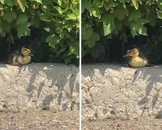 Two mallard ducklings perched on a curb next to the shrub in which they were hatched
