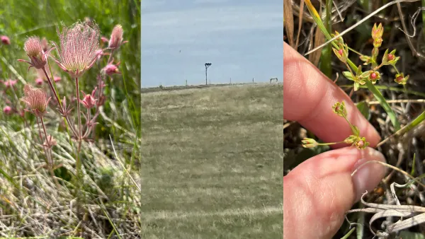 Flowers and prairie land.