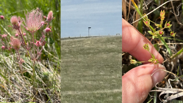 Flowers and prairie land.