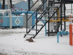 Goose in snow