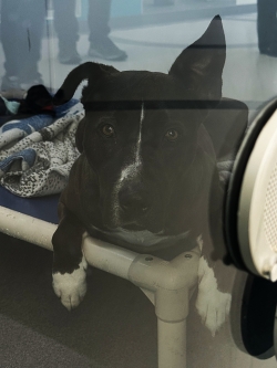 A dog at the Regina Humane Society.