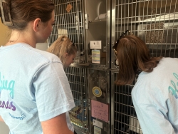 People meeting animals up for adoption.